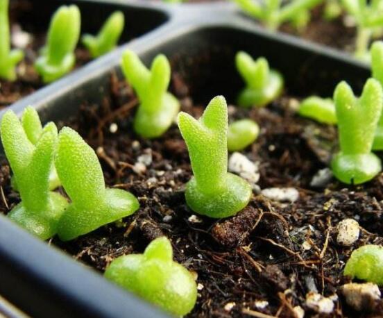 碧光環(huán)爛根怎么辦，兩種爛根防治方法/及時脫盆修剪消毒