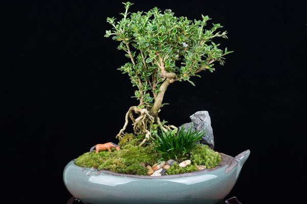 六月雪盆景造型圖解，造型固然重要剪后養(yǎng)護(hù)也不可忽視