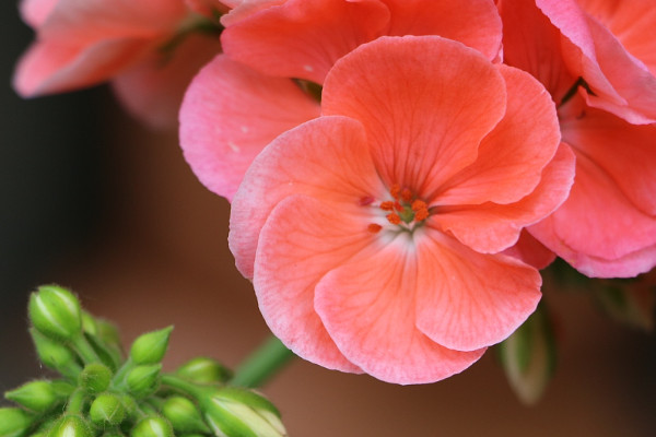 天竺葵不開(kāi)花怎么回事