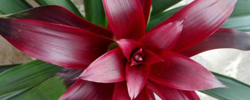 鴻運(yùn)當(dāng)頭不生根怎么辦