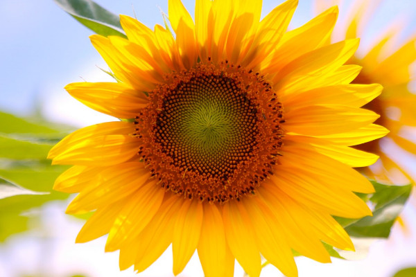 向日葵開(kāi)花以后就會(huì)死嗎