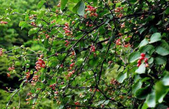 紅豆杉的藥用價(jià)值，盤點(diǎn)紅豆杉六大藥用價(jià)值