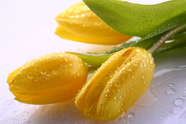 郁金香能在北方戶(hù)外種嗎