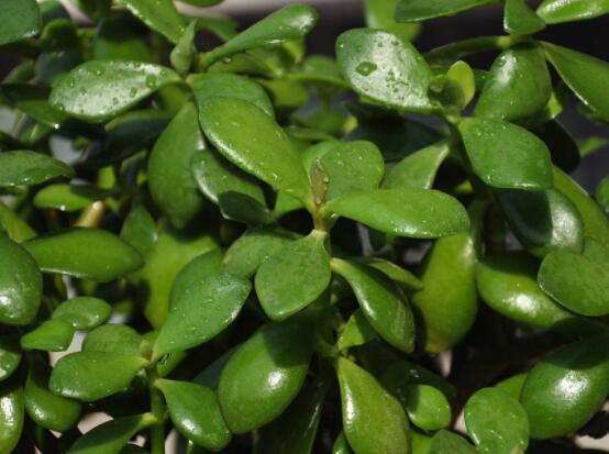 怎么讓玉樹開花，做好這六個(gè)要點(diǎn)便可花開爆盆