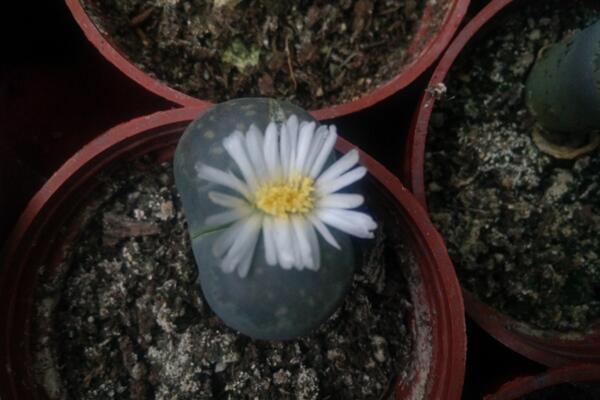 生石花可以活多久，只要養(yǎng)護(hù)得當(dāng)它的壽命可達(dá)百年