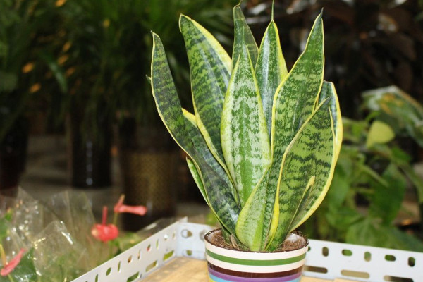 剛買(mǎi)的虎皮蘭怎么沒(méi)根