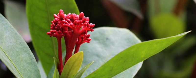 鴻運(yùn)當(dāng)頭用深盆還是淺盆