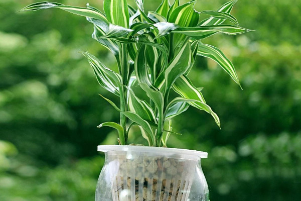 富貴竹扦插繁殖的方法，1~4月份都可以扦插