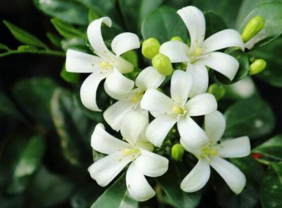 九里香葉子為什么發(fā)黃，九里香葉子發(fā)黃怎么辦