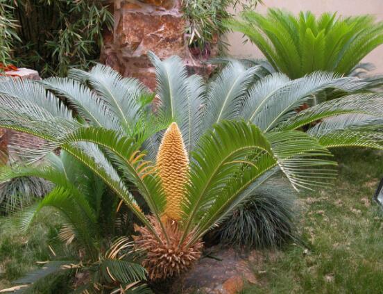 鐵樹開花是吉還是兇，預(yù)示生活美滿、大吉大利(吉兆)