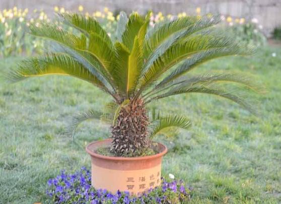 養(yǎng)鐵樹有什么忌諱，沖擊財(cái)運(yùn)與福運(yùn)/戀愛結(jié)婚難