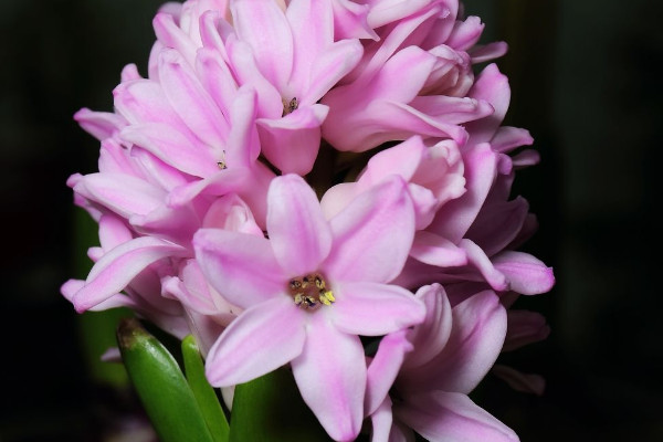 新手怎么養(yǎng)風信子