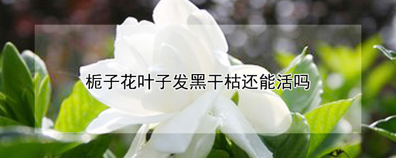 梔子花葉子發(fā)黑干枯還能活嗎
