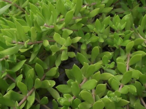 玉樹可以放在室內(nèi)嗎，小心碰觸導(dǎo)致瘙癢、腫痛(有毒)