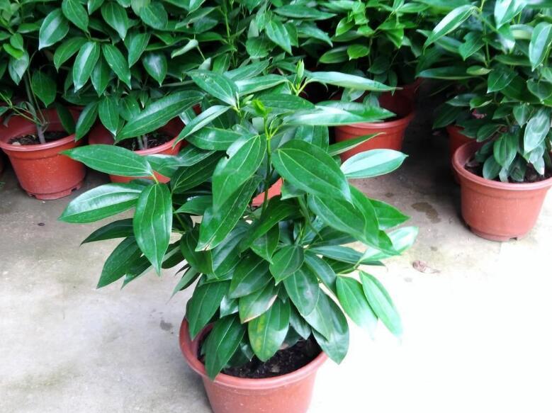 平安樹的功效與作用，保佑平安幸福