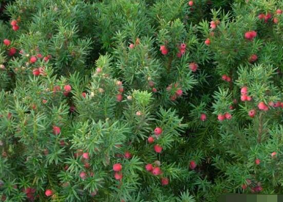 紅豆杉的品種，盤點中國紅豆杉五大品種