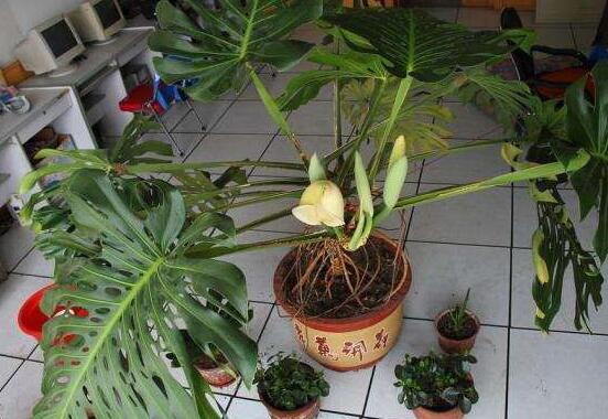 龜背竹用深盆還是淺盆，透氣性強深盆為主(陶盆/紫砂盆/泥瓦盆)