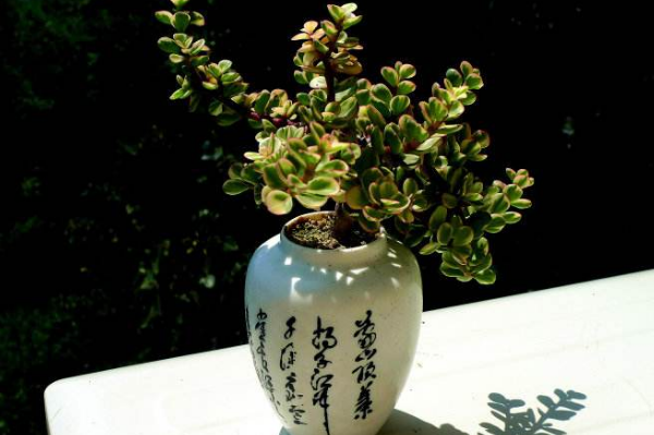 雅樂之舞怎么養(yǎng)成粉色，掌握以下要點是關鍵