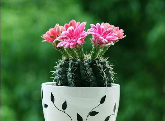 仙人球花語象征與寓意，堅強、溫暖、柔弱、孤獨