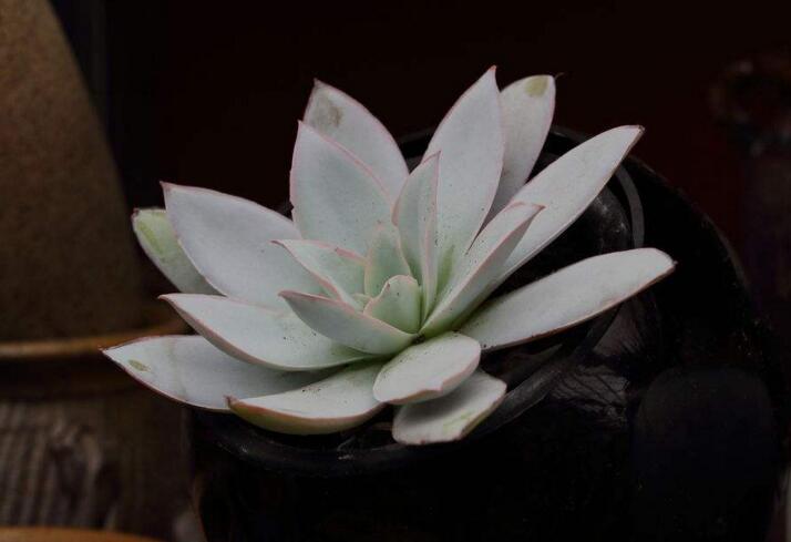 寶石花有毒嗎，無毒且對痛風有著很好的治療效果