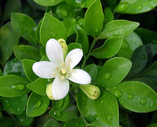 九里香的養(yǎng)殖方法和注意事項，老農總結出七大養(yǎng)殖基本方法