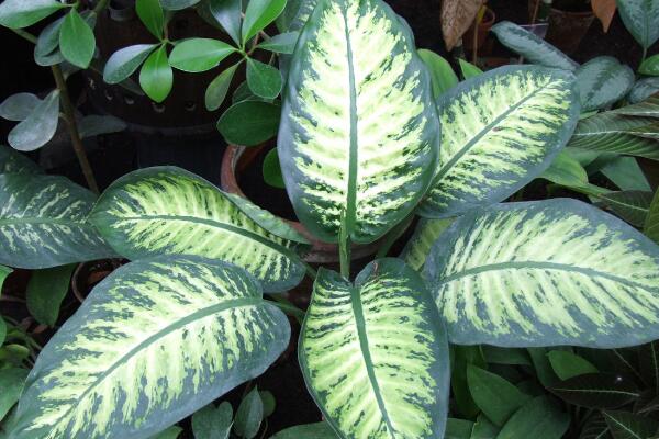 中華萬年青有毒嗎，誤食會有生命危險