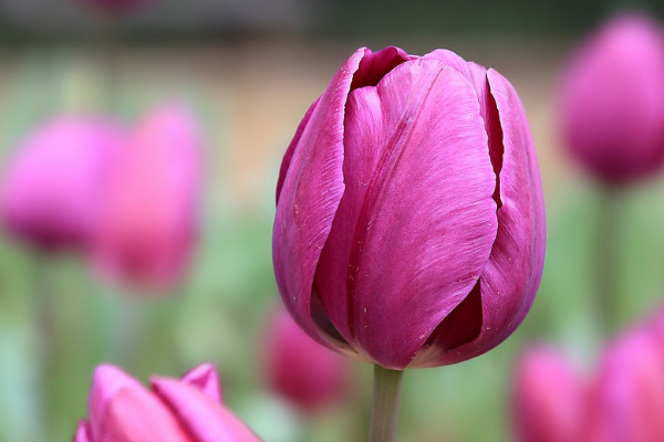郁金香種球多大才能開花