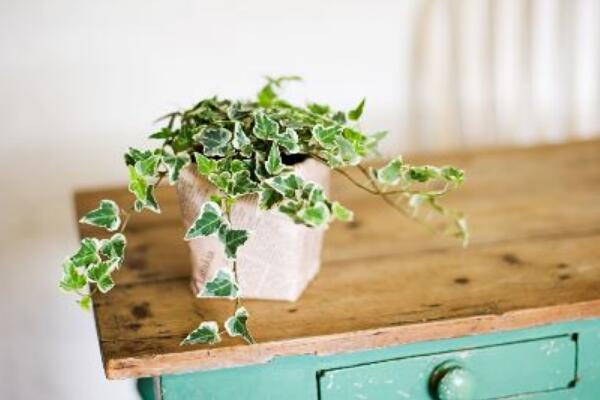 常春藤葉子發(fā)黃怎么辦，找到原因及時(shí)處理