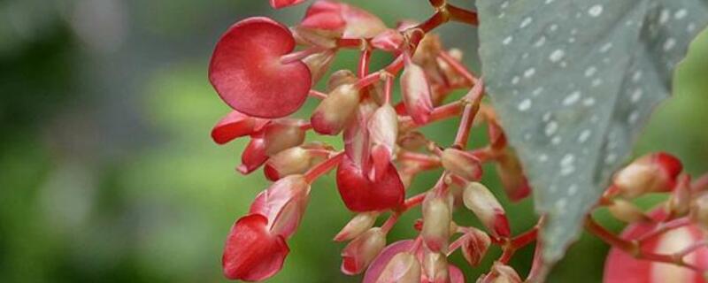 竹葉秋海棠怎樣養(yǎng)護(hù)