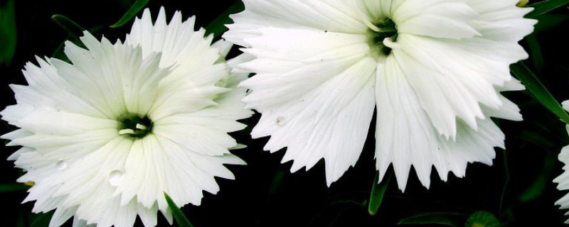 康乃馨種子的種植方法