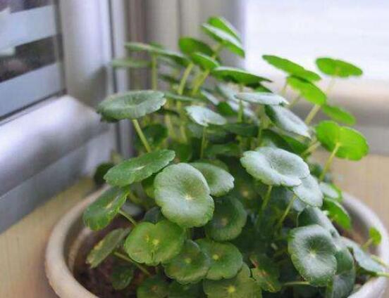 水培銅錢草葉子發(fā)黃怎么辦，四種原因以及解決方法