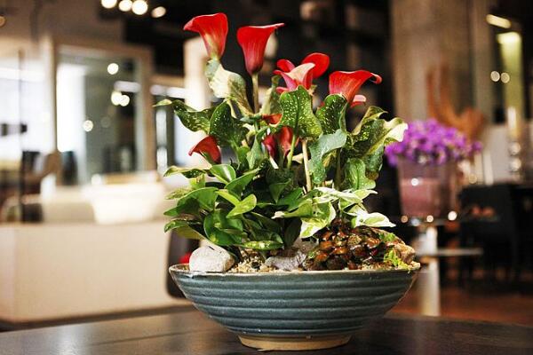 彩色馬蹄蓮為什么不能復(fù)花，復(fù)花難度大、管理方法不當(dāng)