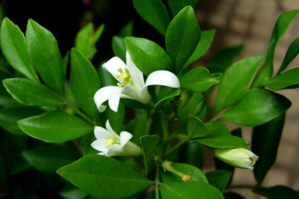 九里香如何長(zhǎng)粗，通過(guò)光照、溫度、施肥、修剪4步進(jìn)行