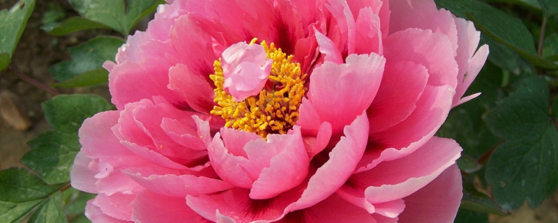 盆栽牡丹花養(yǎng)殖事項