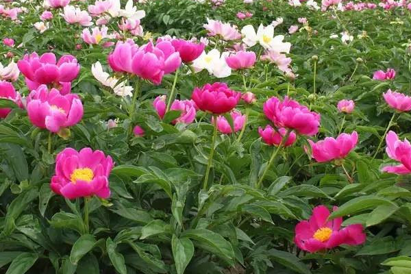 芍藥的春季養(yǎng)護及管理