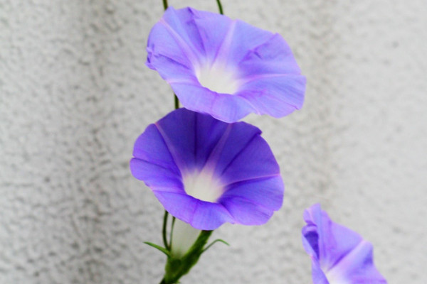 室外怎么養(yǎng)牽牛花