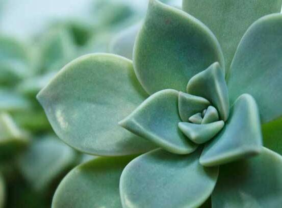 寶石花應該怎么養(yǎng)，只要全面掌握五個要點生長無憂