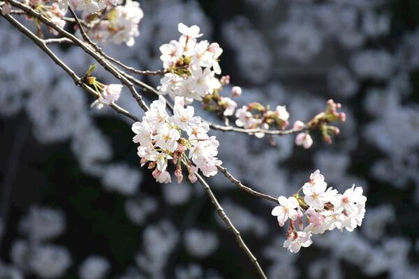 櫻花的種植方法，5步即可完成櫻花的種植