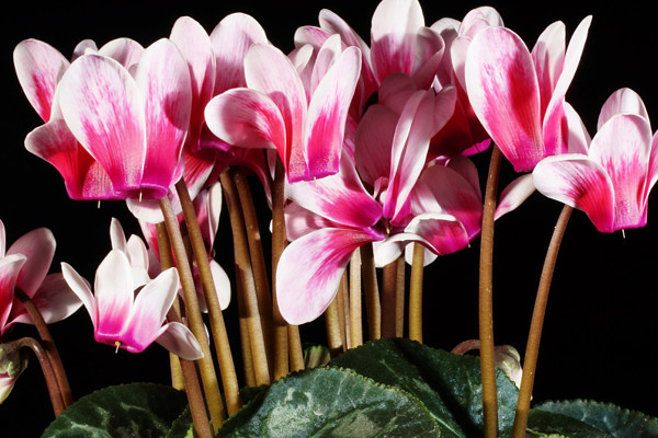 仙客來(lái)為什么養(yǎng)不活