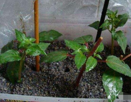 曇花扦插方法圖解，擇兩年生20-30厘米插蕙、扦插土壤深度1/3