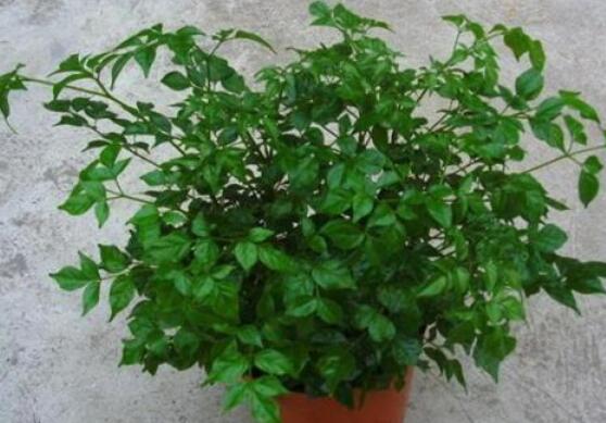 幸福樹水生根技巧，做好四點步驟即可水培爆盆