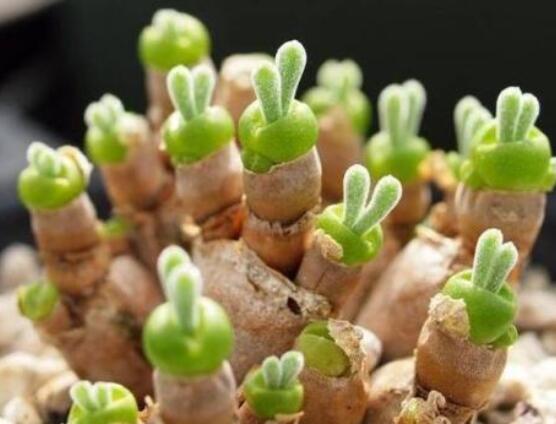 碧光環(huán)發(fā)芽后要澆水嗎，需要/只需要保持濕潤環(huán)境即可