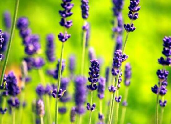 薰衣草有什么功效，舒緩修護(hù)、改善心肌、安撫神經(jīng)