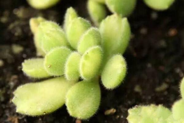 多肉植物熊童子怎么養(yǎng)，熊童子養(yǎng)殖經(jīng)驗(yàn)分享