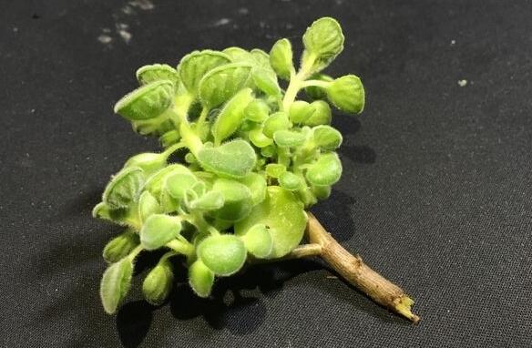 碰碰香花有毒嗎，不光沒(méi)毒并且還有很大的作用