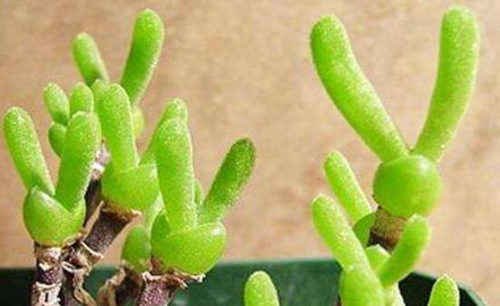 碧光環(huán)開花嗎，會開/從種植到開花需要5-7年(時(shí)間漫長)