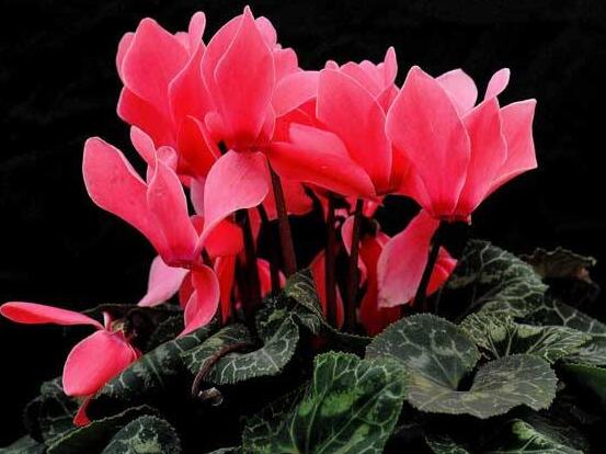 仙客來葉子蔫了怎么辦，主要由最直觀三種原因?qū)е? src="/nongchan/d/file/20201223/2o40eqpqemc.jpg" style="width: 552px; height: 430px" / data-AReb="5YoSES"></strong></p>
<p data-mI3r="ItwPJr">
	光照對(duì)于植株生長(zhǎng)重要性不言而喻，若是在養(yǎng)殖仙客來過程中，長(zhǎng)期置于陰暗環(huán)境下，則沒有陽光的照射，長(zhǎng)期下來就會(huì)導(dǎo)致葉子發(fā)焉。若是長(zhǎng)期處在光照比較強(qiáng)的環(huán)境中，則就會(huì)直接灼傷葉片，導(dǎo)致出現(xiàn)葉子發(fā)焉現(xiàn)象。</p>
<p data-i9RB="awGfqQ">
	<img alt=