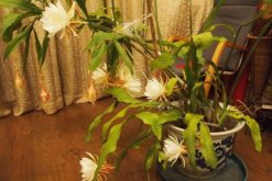 曇花的藥用和食用作用，曇花的作用竟如此全面