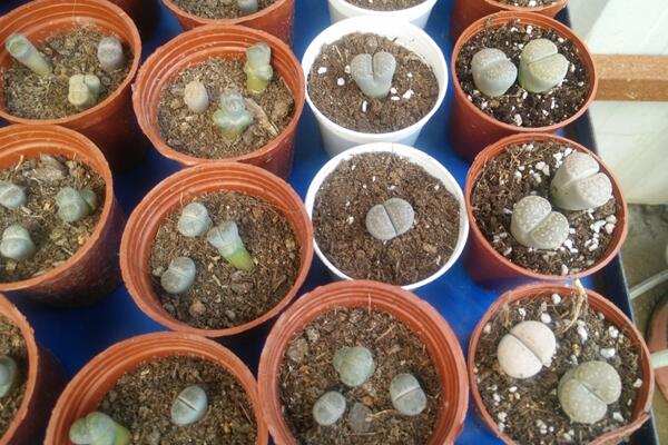 生石花繁殖方法，主要通過播種和分株兩種方法進行