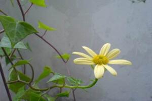 常春藤會(huì)開(kāi)花嗎，常春藤什么時(shí)候開(kāi)花